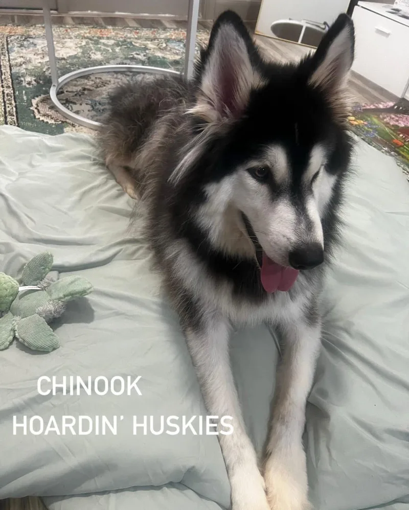 Chinook thumbnail 3
