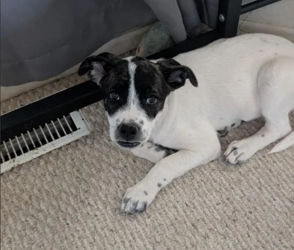 A baby small-sized female Pit Bull Terrier dog named Adi for adoption in Tucson, AZ