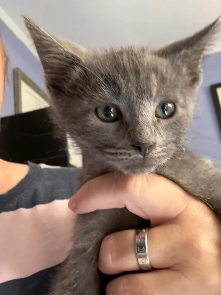 A baby small-sized male Gray / Blue / Silver Domestic Short Hair cat named Greyson for adoption in Virginia Beach, VA