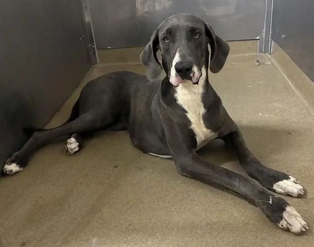 A young extra large-sized female Great Dane dog named A for adoption in Lancaster, CA