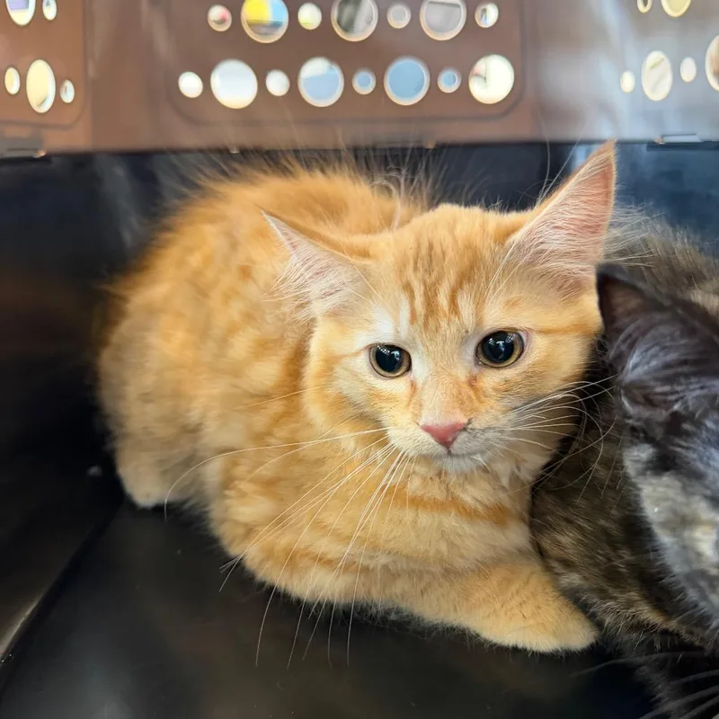 A baby small-sized male Orange / Red Domestic Medium Hair cat named Jack for adoption in Parkersburg, WV