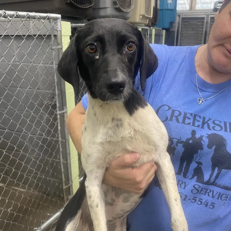A young small-sized female Black Mixed Breed dog named Cookies N Cream for adoption in Corbin, KY