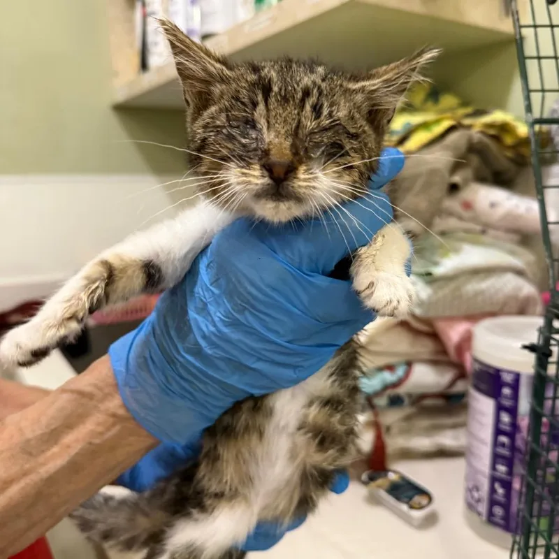 A baby small-sized female White Domestic Short Hair cat named IEPAStray for adoption in Upland, CA