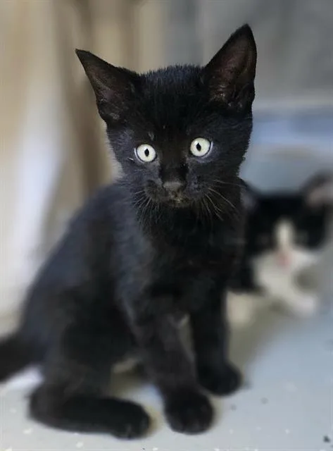 Juno