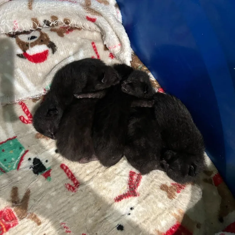 A baby small-sized male Black Domestic Short Hair cat named Wyvern for adoption in Enfield, NH