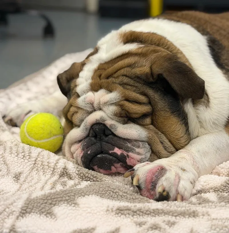 An adult large-sized male English Bulldog dog named Buster Biscuits for adoption in Ocala, FL