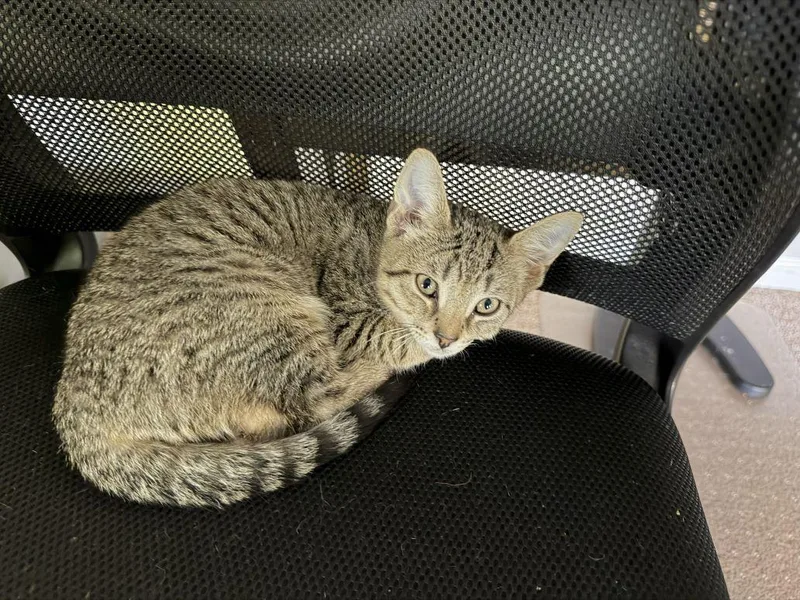 A baby medium-sized male Tiger cat named Jas for adoption in Honeoye, NY
