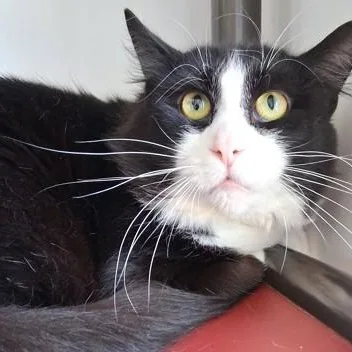 An adult large-sized male Black Domestic Medium Hair cat named Finnegan for adoption in Belmont, NY