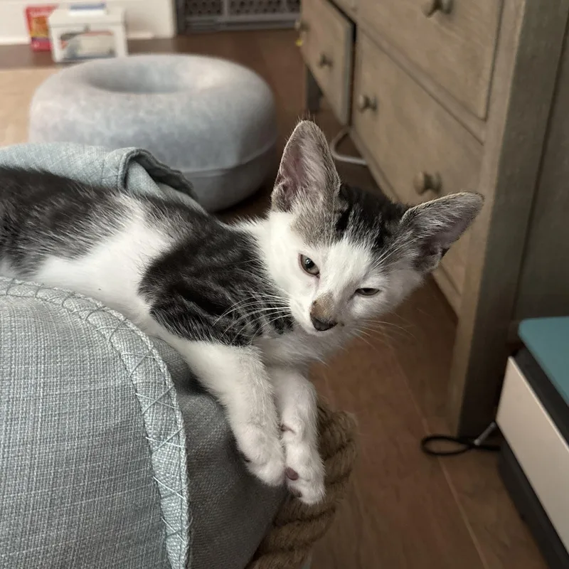 A baby medium-sized male White Domestic Short Hair cat named Flynn for adoption in Beaufort, SC