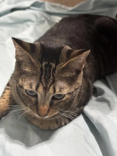 A baby medium-sized female Tabby (Brown / Chocolate) Tabby cat named Eleanor for adoption in Liverpool, TX