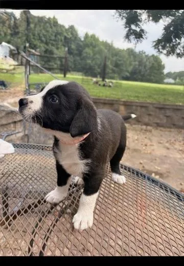 A baby medium-sized female Border Collie dog named Winnie for adoption in Morton Grove, IL