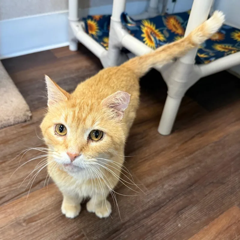 An adult large-sized male Orange / Red Domestic Short Hair cat named Lenny for adoption in Naperville, IL