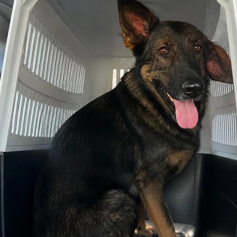 An adult large-sized female Sable German Shepherd Dog dog named Amber for adoption in New Ringgold, PA