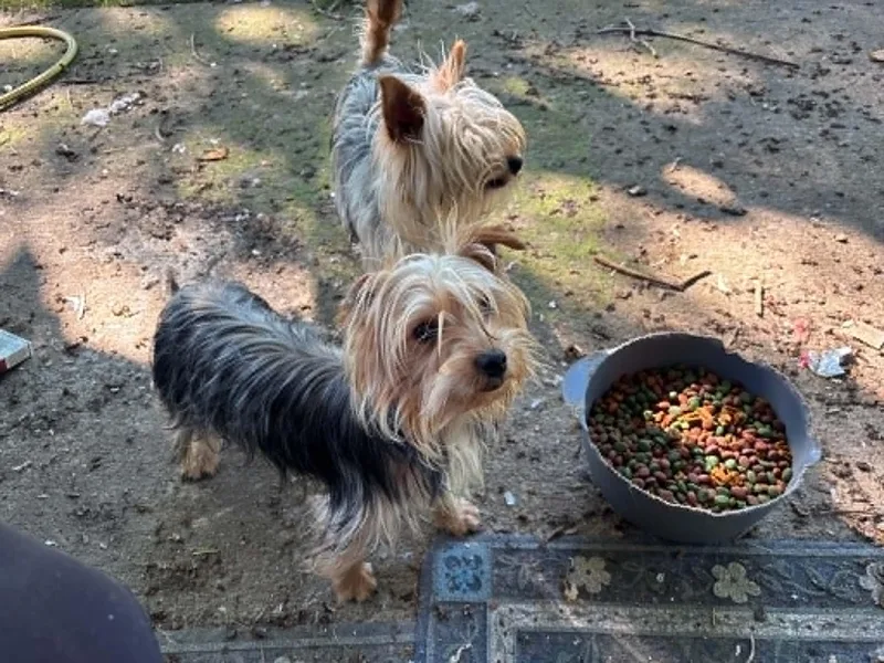 A baby small-sized female Yorkshire Terrier dog named Maxi for adoption in Rogersville, TN