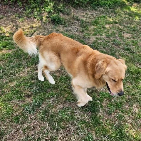 A young large-sized male Yellow / Tan / Blond / Fawn Golden Retriever dog named Preacher for adoption in Louisville, KY