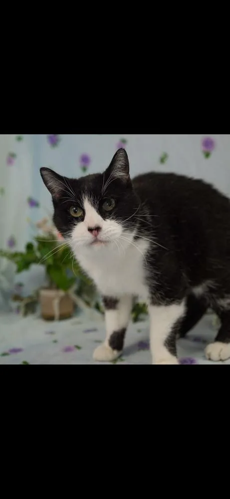 A senior small-sized male Black & White / Tuxedo Domestic Short Hair cat named Executioner for adoption in Wheaton, IL
