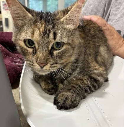 An adult medium-sized female Domestic Short Hair cat named Mama for adoption in Cincinnati, OH