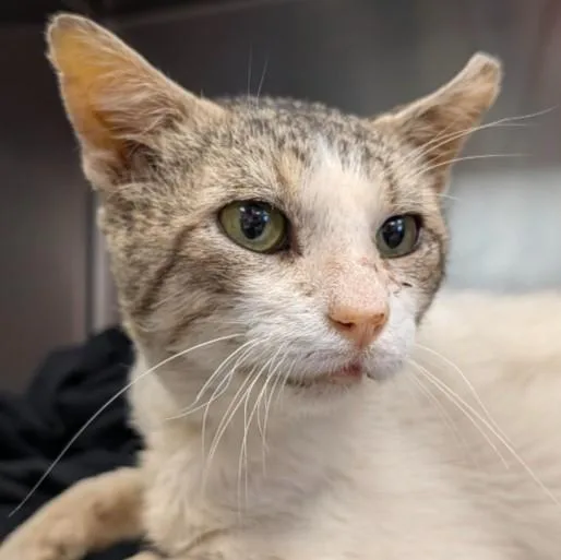 A young medium-sized male Domestic Short Hair cat named Max for adoption in San Antonio, TX