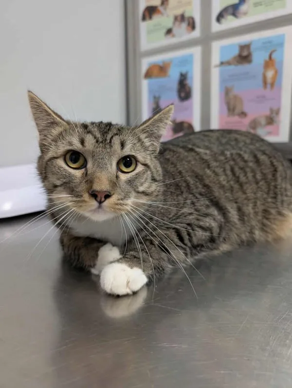 A young medium-sized male Domestic Short Hair cat named Kiwi for adoption in Topeka, KS