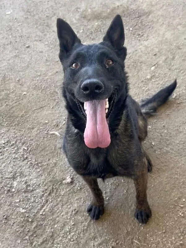 An adult large-sized female Belgian Shepherd / Malinois dog named Grande for adoption in Duxbury, MA