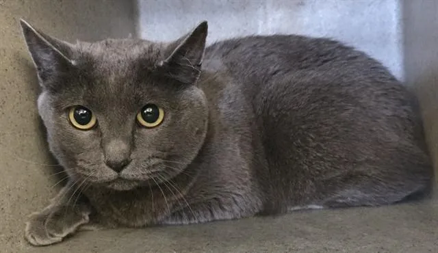 An adult medium-sized female Korat cat named Luna for adoption in Lancaster, CA