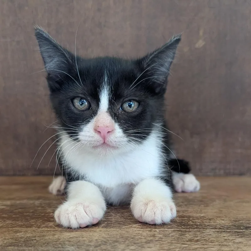 A baby small-sized male Black Domestic Short Hair cat named Texas for adoption in Fredericksburg, TX