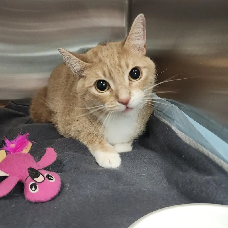 An adult large-sized male Cream / Ivory Domestic Short Hair cat named Milo for adoption in Clearwater, FL