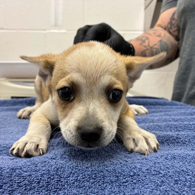 A baby small-sized female Yellow / Tan / Blond / Fawn Terrier dog named Tuna for adoption in Corpus Christi, TX