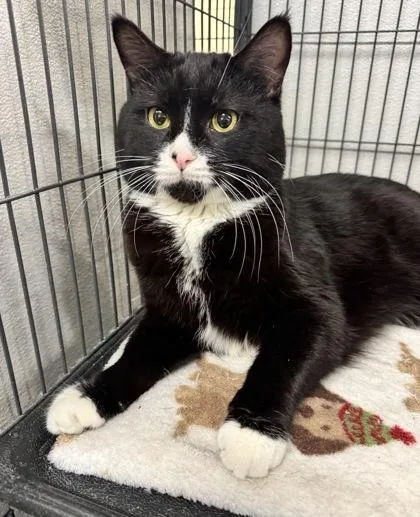 An adult small-sized male Domestic Short Hair cat named Boots for adoption in St. Anne, IL