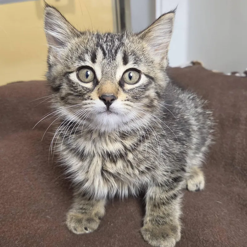 A baby medium-sized male Tabby (Brown / Chocolate) Tabby cat named Whopper for adoption in Marshfield, WI