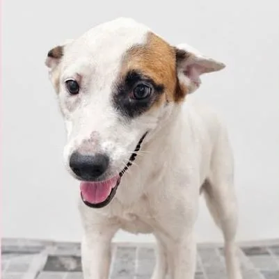 A young medium-sized female White / Cream Mixed Breed dog named Coral Beauty for adoption in Fredericksburg, VA