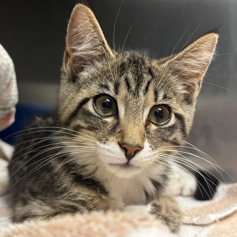 A baby small-sized female Brown / Chocolate Domestic Short Hair cat named Willow for adoption in East Hanover, NJ