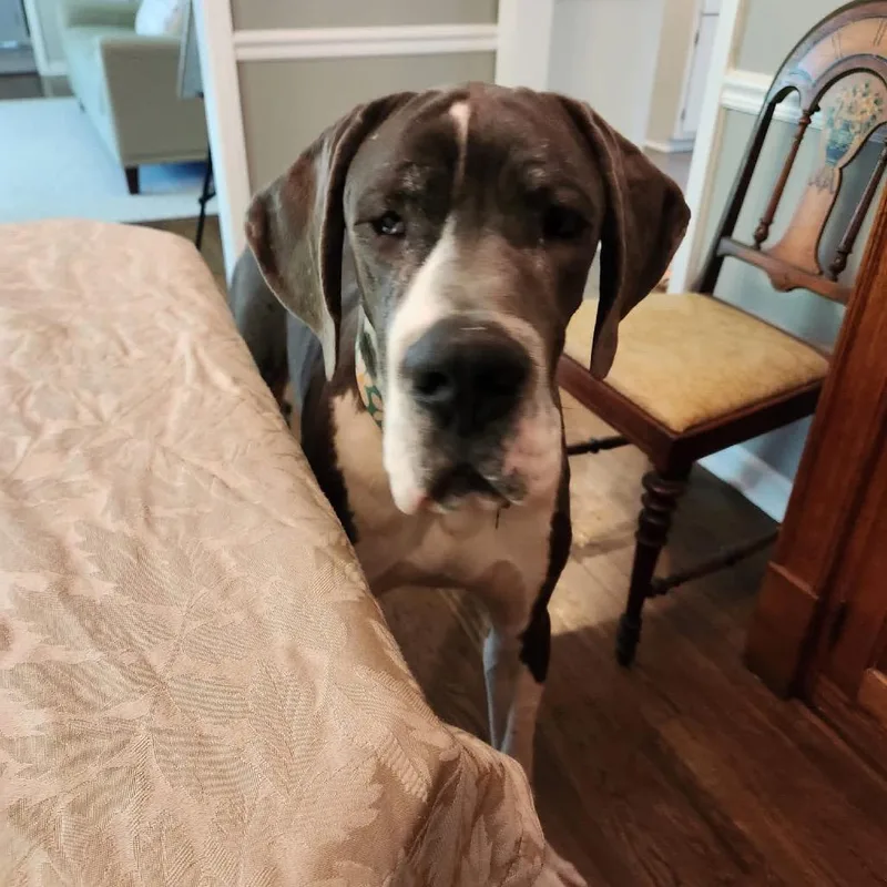 A young extra large-sized female Gray / Blue / Silver Great Dane dog named Fifi for adoption in St. Charles, IL