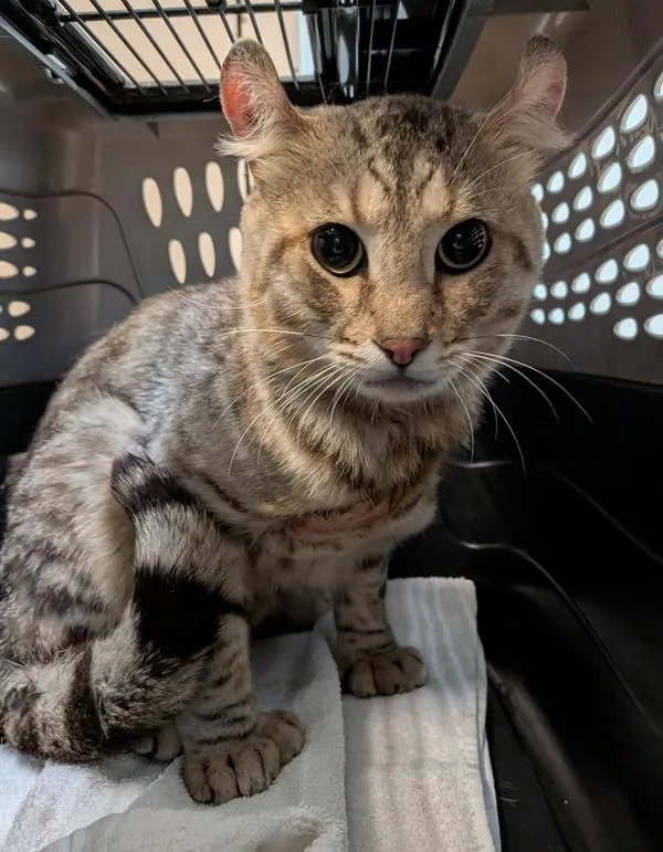 An adult small-sized male Domestic Short Hair cat named Shrimpothy Jim for adoption in San Diego, CA