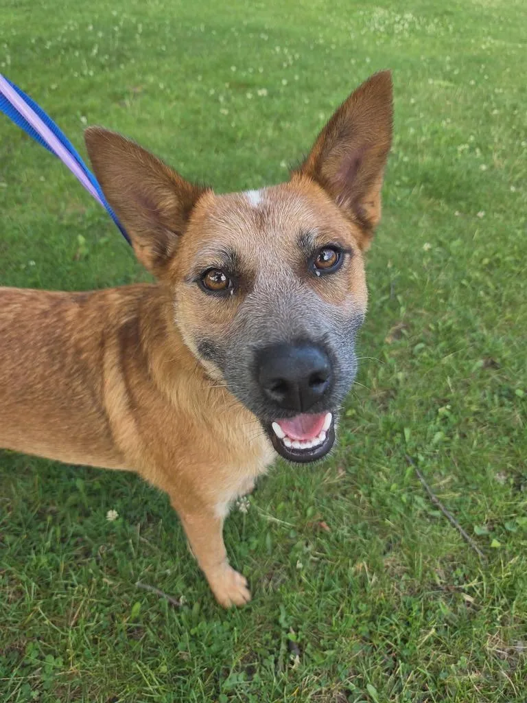 A young medium-sized female Australian Cattle Dog / Blue Heeler dog named Bones $ for adoption in Milwaukee, WI