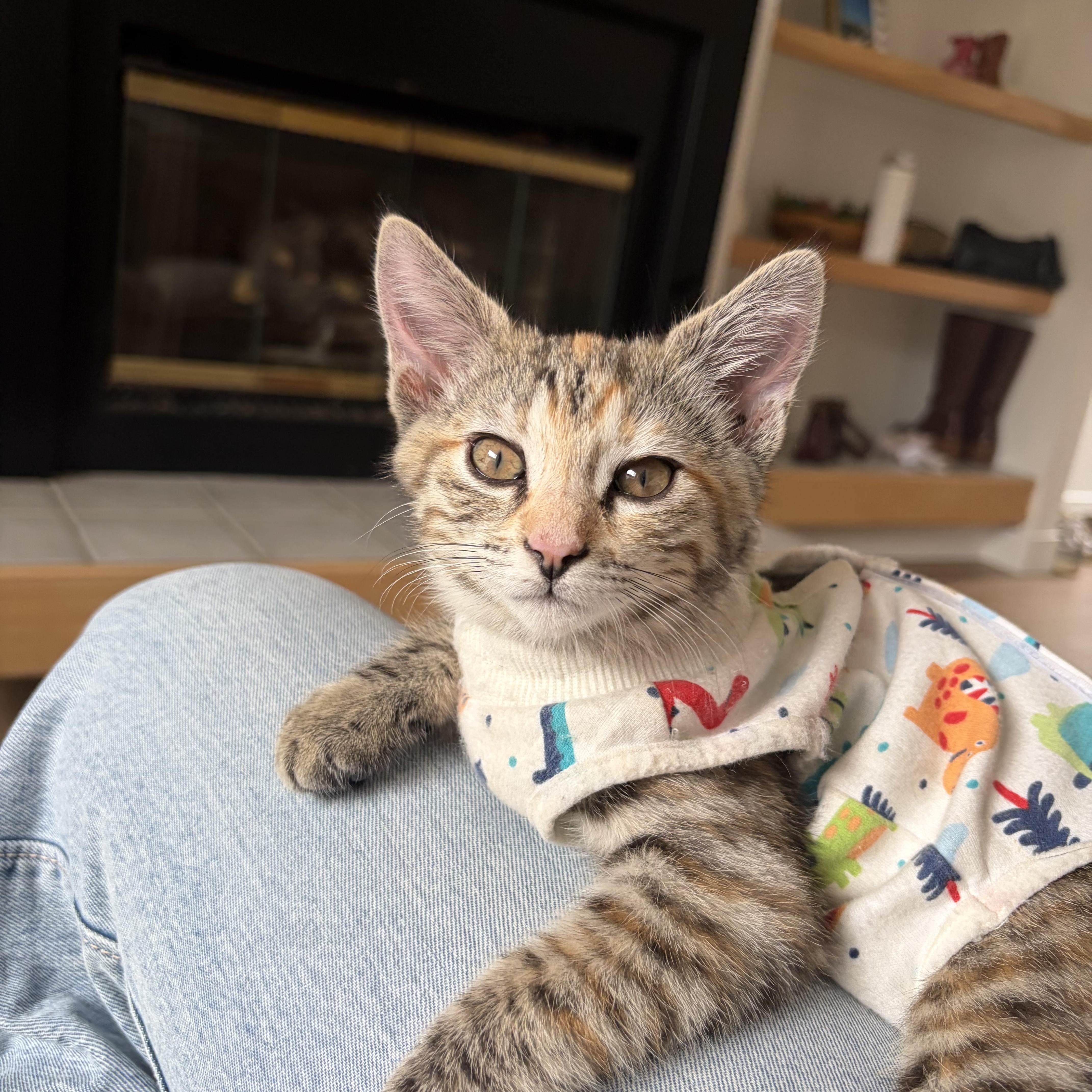 KitKat