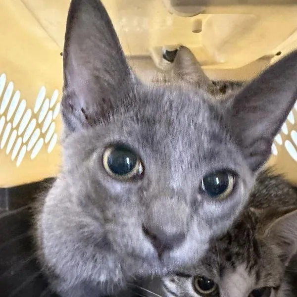 A baby medium-sized female Domestic Short Hair cat named Jessie for adoption in Des Moines, IA