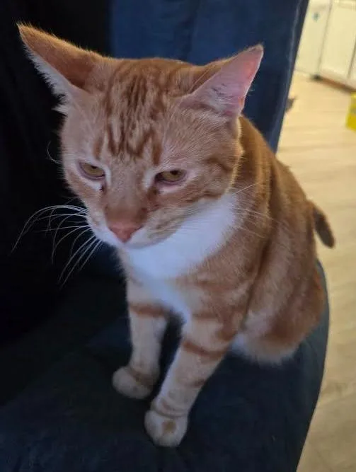 An adult large-sized male Domestic Short Hair cat named Malcolm for adoption in Bloomington, IN