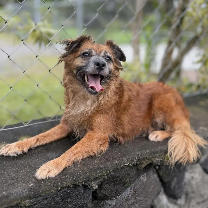An adult medium-sized female Brown / Chocolate Mixed Breed dog named Lehua for adoption in Keaau, HI