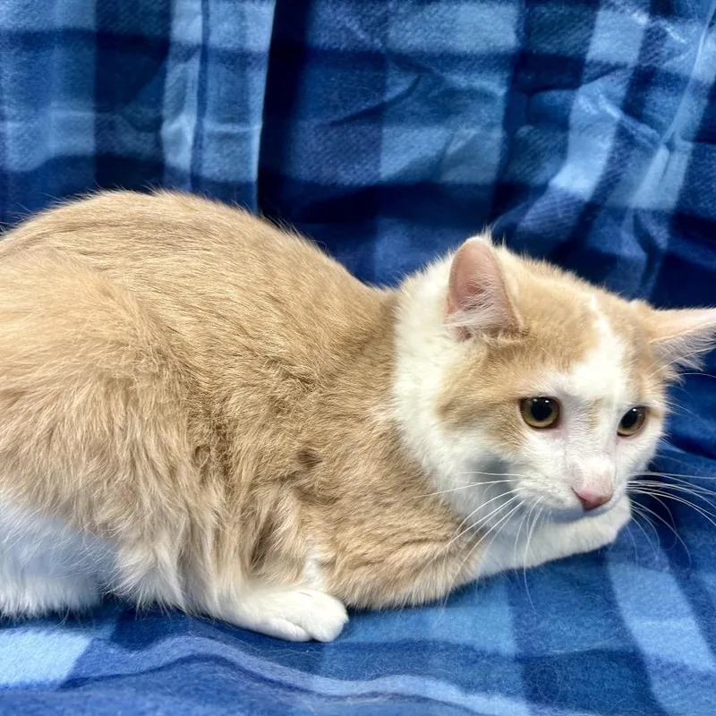 A young medium-sized male Domestic Medium Hair cat named Jim for adoption in Henderson, NV