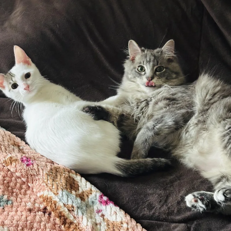 Elven And Rini