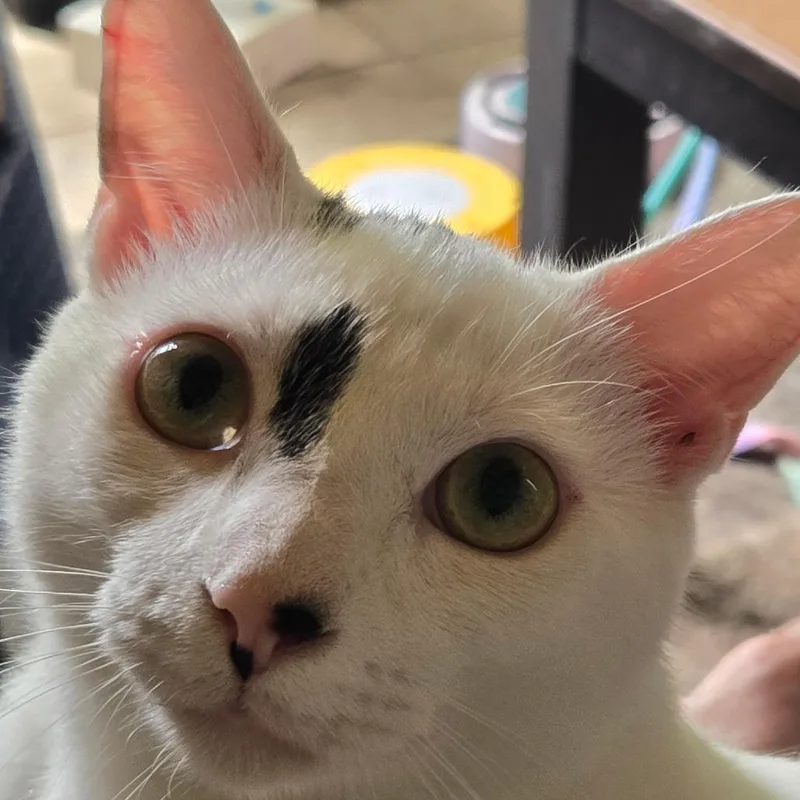 An adult large-sized male Domestic Short Hair cat named Miso for adoption in West Palm Beach, FL