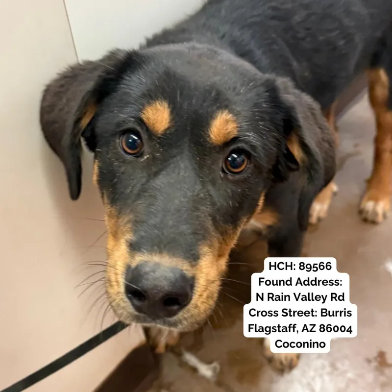A young medium-sized female Brown / Chocolate Mixed Breed dog named Glitz for adoption in Flagstaff, AZ