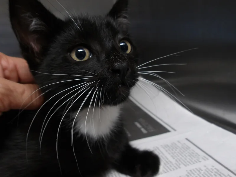 A baby small-sized male Domestic Short Hair cat named Cali for adoption in Los Angeles, CA