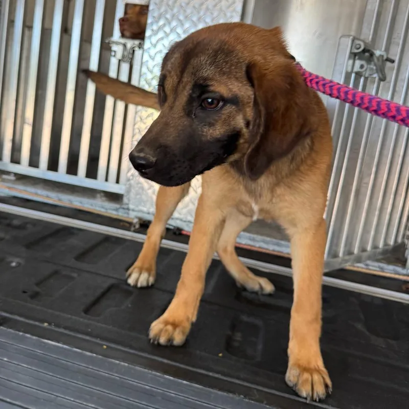 A young medium-sized male Yellow / Tan / Blond / Fawn Mixed Breed dog named Bacon for adoption in Roxboro, NC
