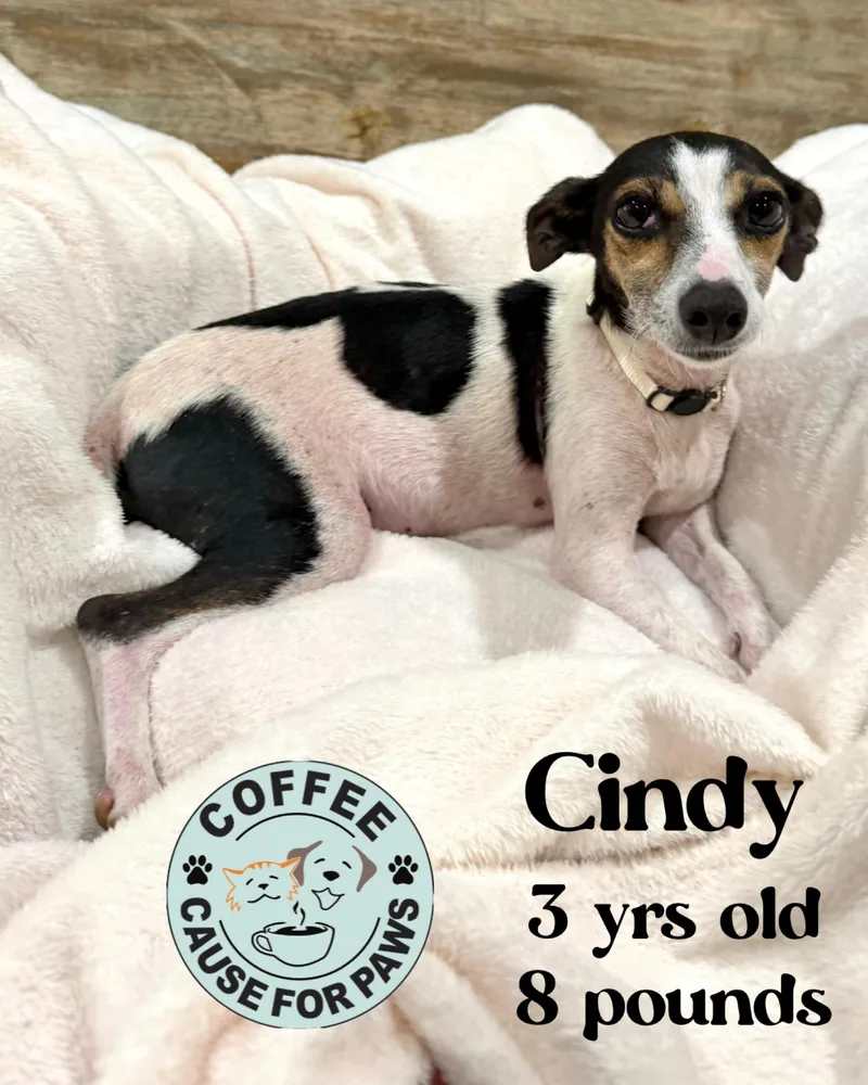 An adult small-sized female Rat Terrier dog named Cindy for adoption in Douglas, GA