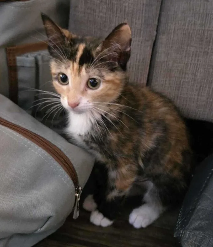 A young medium-sized female Calico Domestic Short Hair cat named Marsha P Johnson for adoption in Marietta, GA