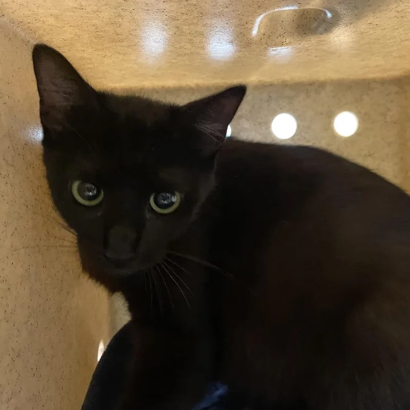 A young medium-sized female Black Domestic Short Hair cat named Rose for adoption in Pasadena, CA