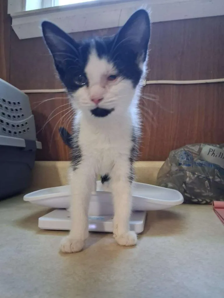A baby small-sized female Domestic Short Hair cat named Tempo for adoption in Hillsboro, OH