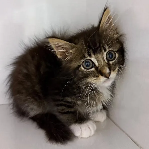 A baby small-sized male Brown / Chocolate Domestic Medium Hair cat named Chestnut for adoption in Redwood City, CA